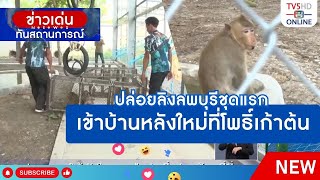 ปล่อยลิงลพบุรีชุดแรก เข้าบ้านหลังใหม่ที่โพธิ์เก้าต้น