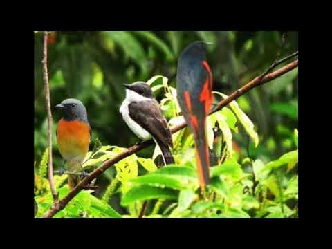 Suara pikat mantenan gunung vs mantenan kecil vs jingjing batu