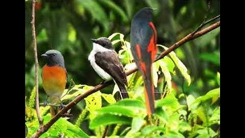 Suara pikat mantenan gunung vs mantenan kecil vs jingjing batu