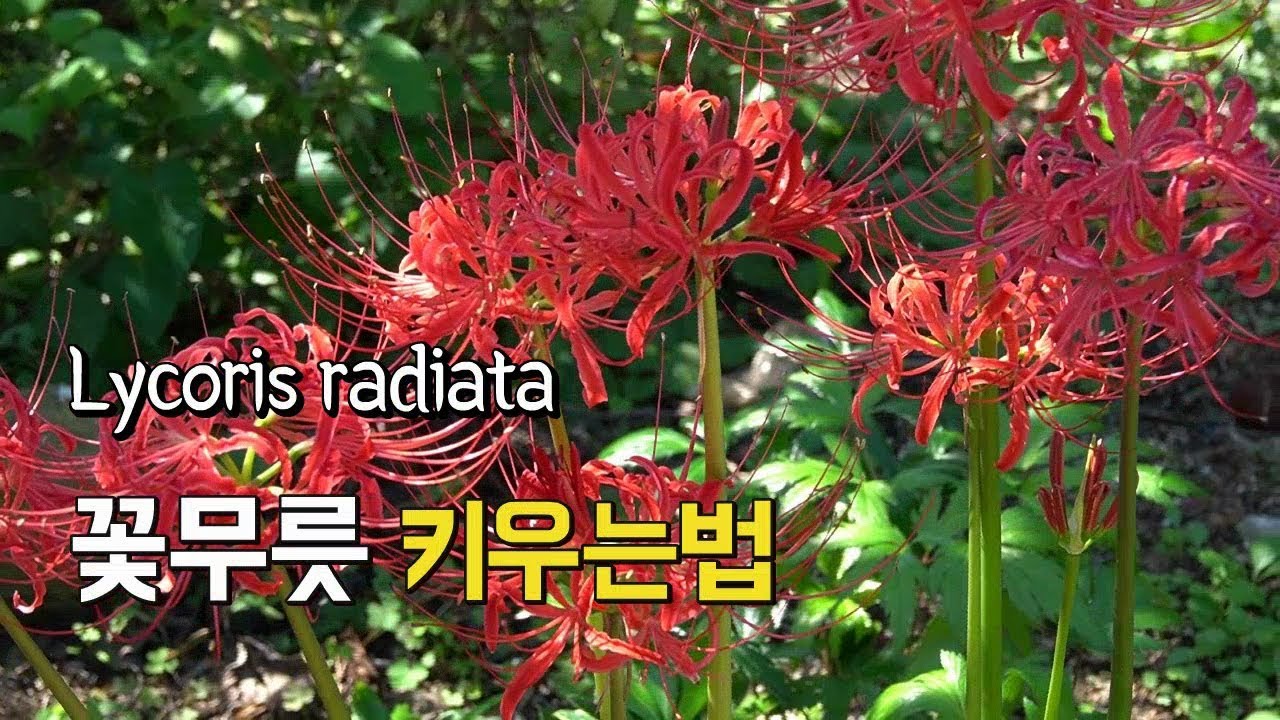 꽃무릇(석산) 키우기와 피는 시기 - YouTube