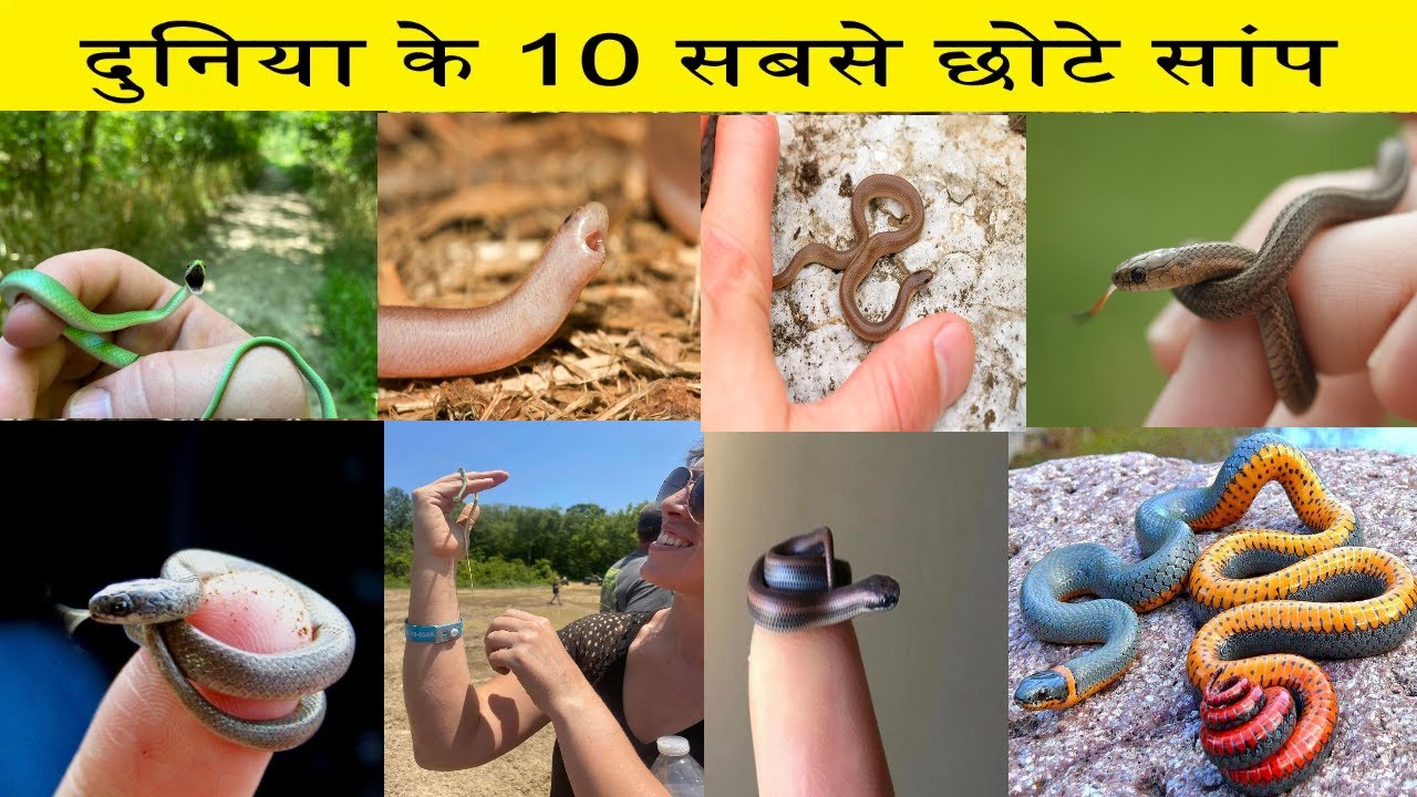 दुनिया के 10 सबसे छोटे सांप🐍 Top 10 Amazing Facts About Smallest Snake 