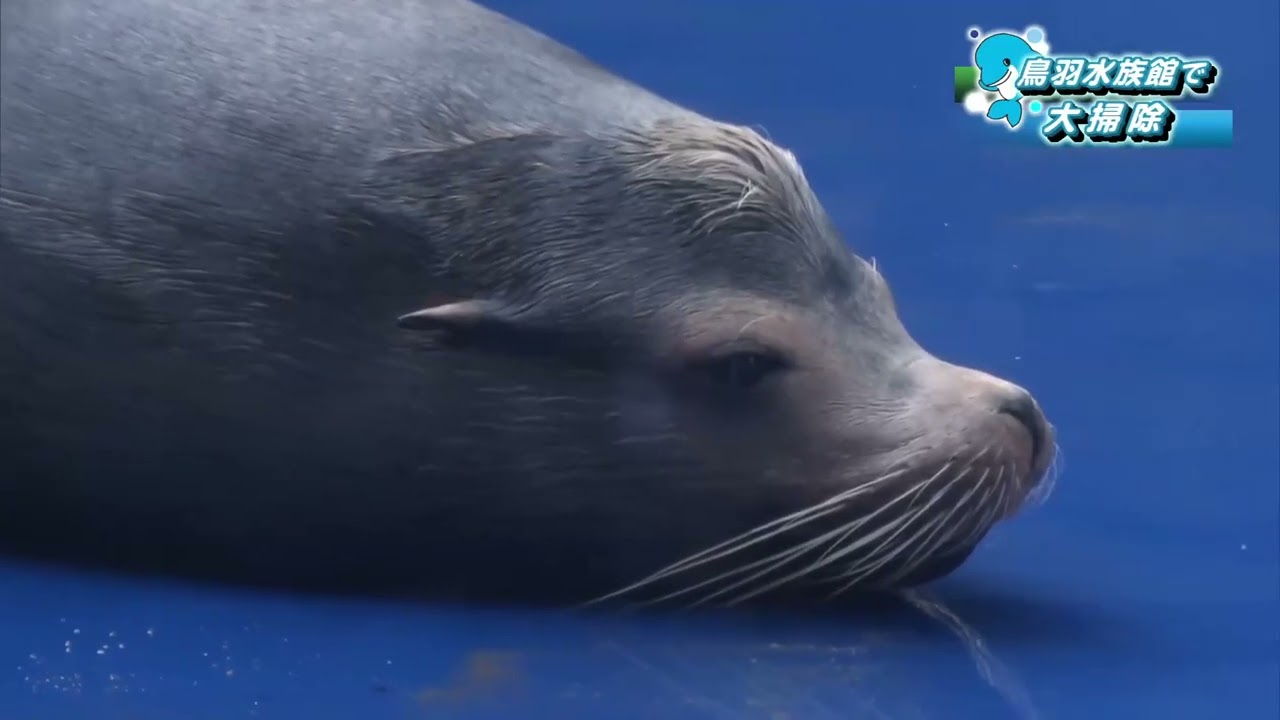 年末恒例の大水槽掃除 600tの水抜かれ「水入らず」の飼育員とアシカ