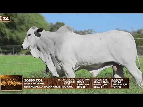 LOTE 34   30830 COL