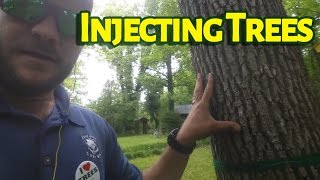 Injecting Trees With Fertilizer or Insecticide to Control Emerald Ash Borer or Wooly Adelgid