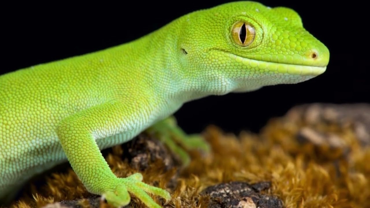 How many babies do Geckos have? What is the lifespan of a Gecko? How