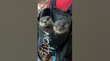 楽を覚えてしまったカワウソ😂😂 #shorts #aty #otter #WaterSausage
