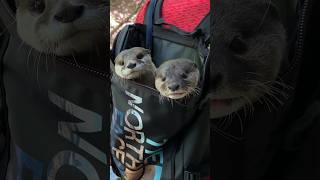 Otters That Have Learned to Cheat😂😂 #shorts #aty #otter #WaterSausage