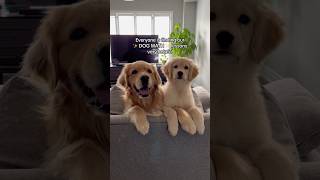 Dog Math Explained: lesson 3 📝 #dogshorts #dog #puppy #goldenretriever #puppies #dogs Dog Math Explained: lesson 3 📝 #dogshorts #dog #puppy #goldenretriever #puppies #dogs