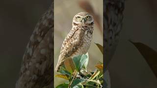 Burrowing Owl Call #shorts