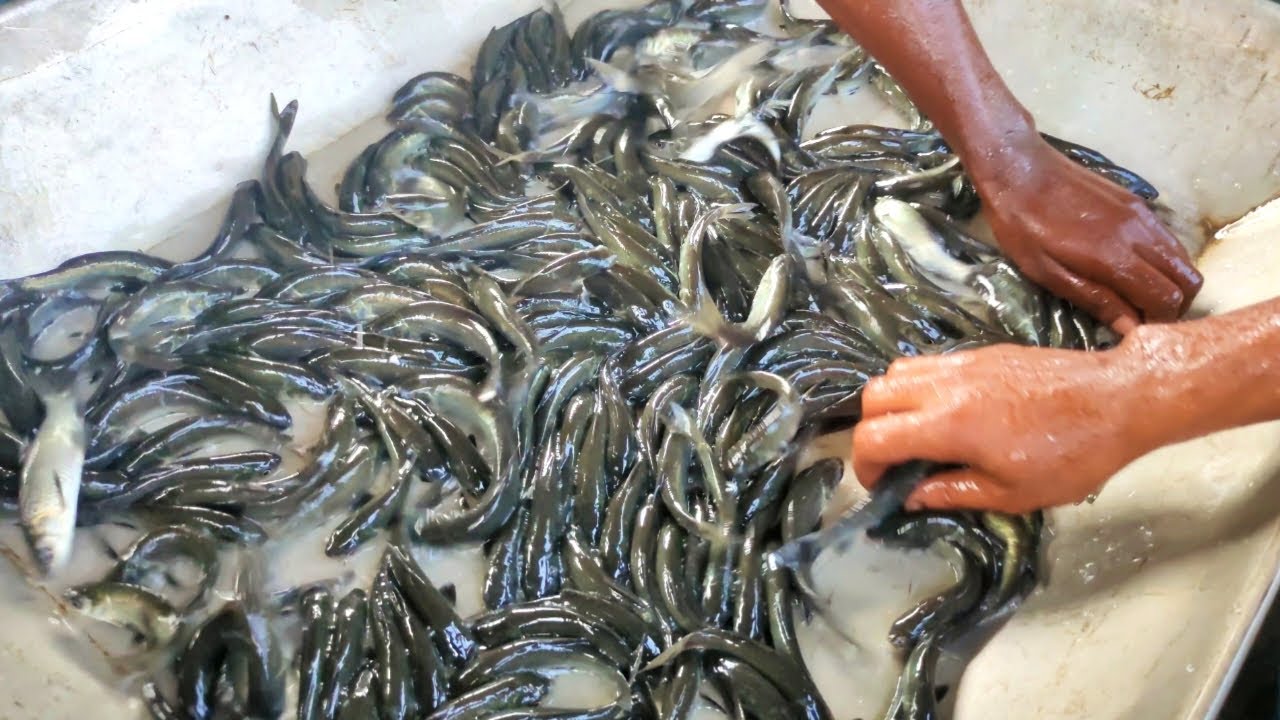 Incredible Fish In Jessore Fish Farm।। Fish Farm।। YouTube