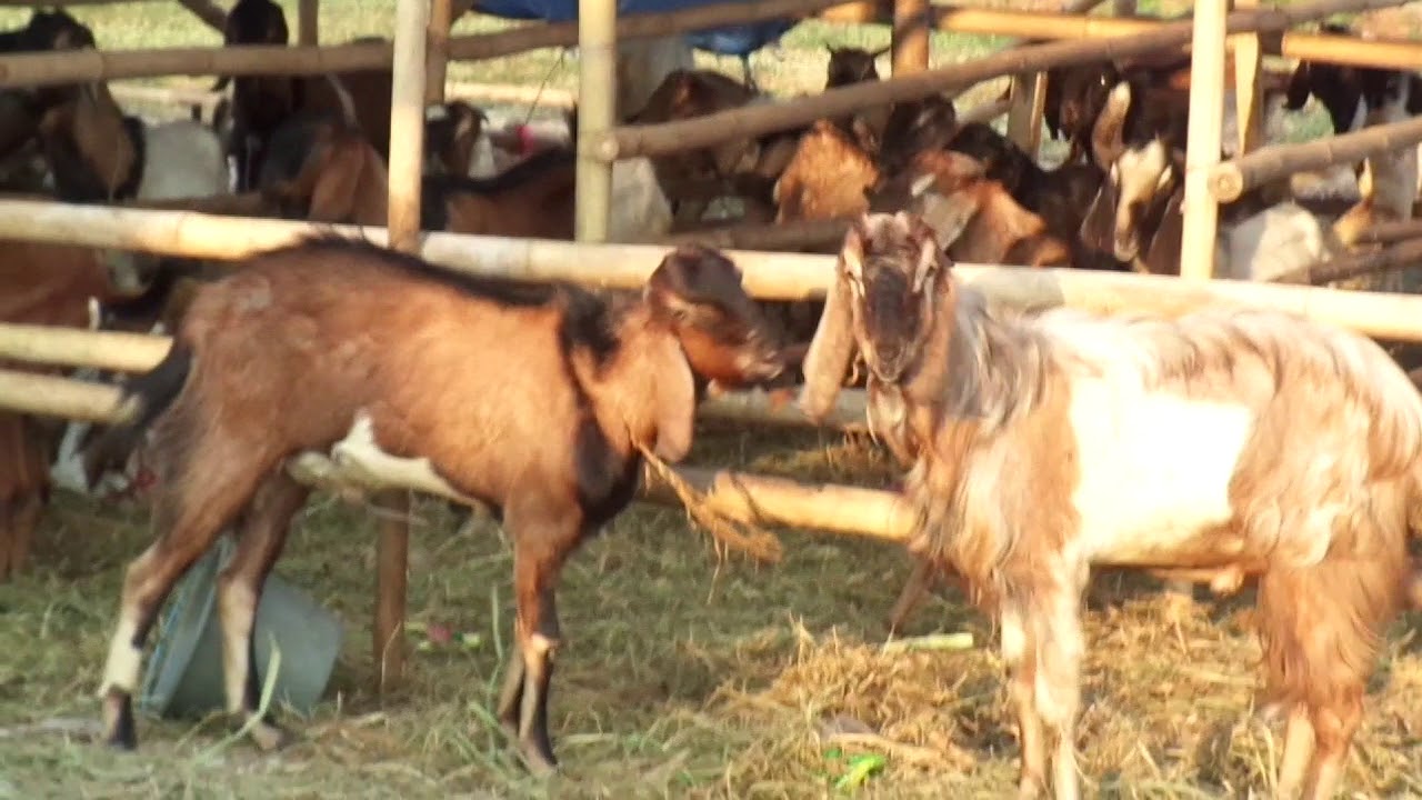 KAMBING JAWA 