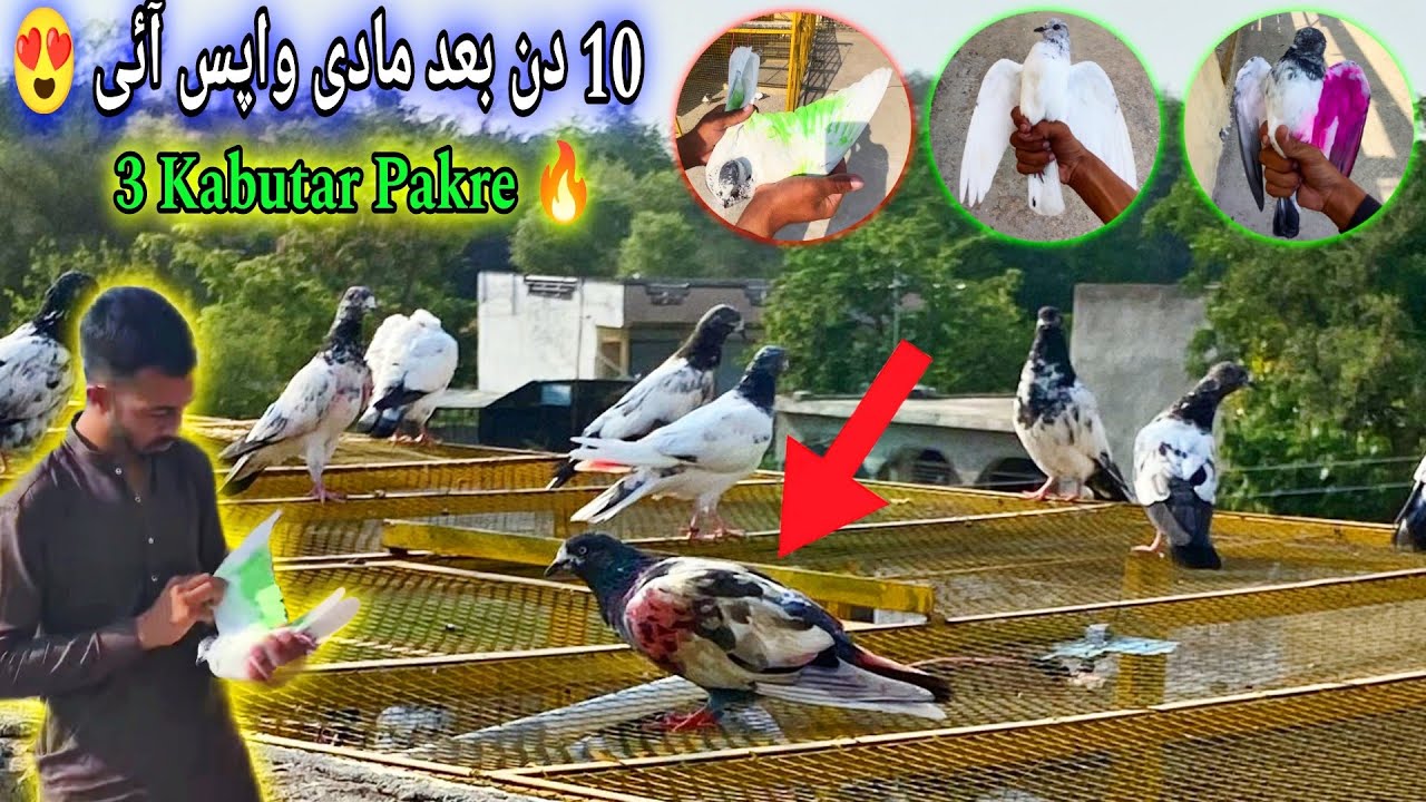 Через 10 дней Чини Пати вернулась 😍 Ва джи 3-Кабутар Пакри 🔥