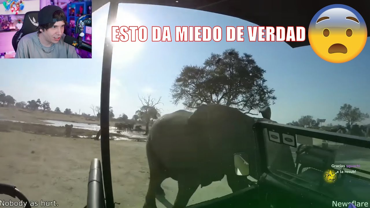 Rubius reacciona a los animales más locos de internet 🐻🦍