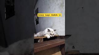 Gemoy Lagi Sedih 😭 #cat #viral #shorts