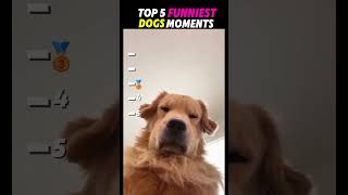 Funny dogs videos Try not to Laugh #trending #funny #dogs #funniestvideo #funnymoment #pets