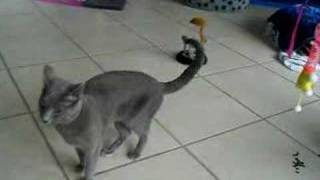 20071101-hopla-YuliyaYukibo-05.wmv