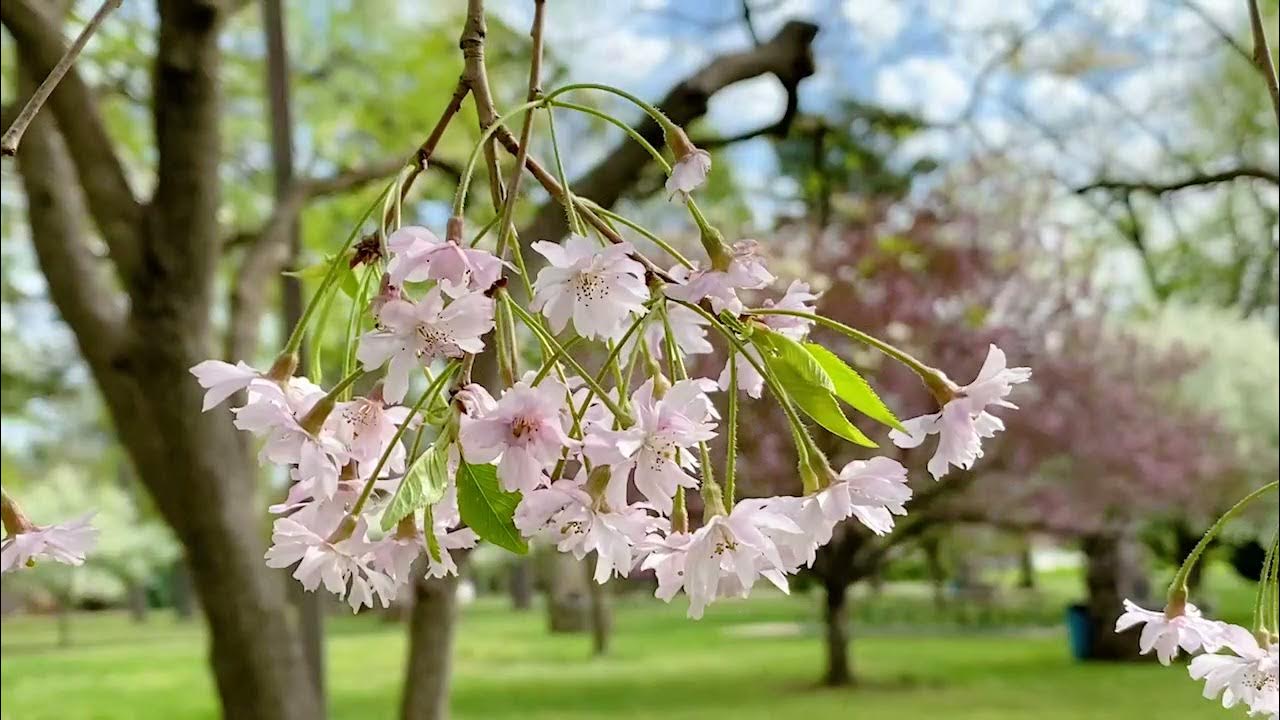 Phelps Grove Park in Springfield, Missouri April 2021 YouTube