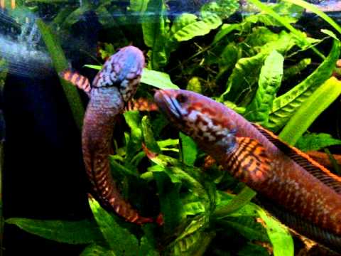 Channa Bleheri - Perawatan