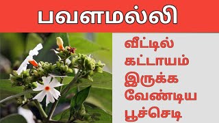 பவளமல்லி pavalamalli tips growth garden youtube yt youtubevideo video seed tamil shorts