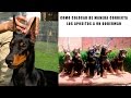 COMO COLOCAR DE MANERA CORRECTA LOS APOSITOS A UN DOBERMAN