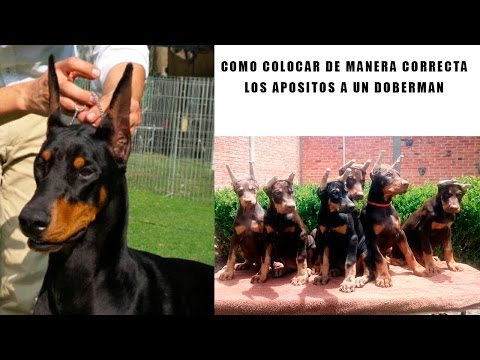 Video: Cómo Ponerle Las Orejas A Un Doberman