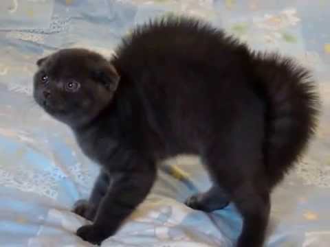 котенок вислоухий черный фото