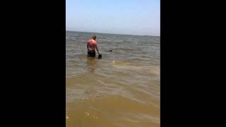 Marlee The Puli And Rebel The Pit Bull Swimming In The Gulf Of Mexico