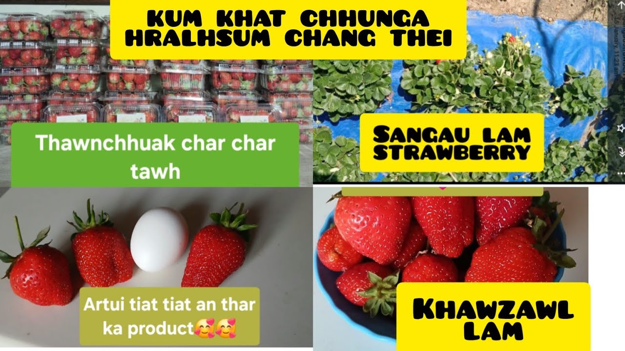 Strawberry eizawnna tlak,a thlumtui theih nan,eng leitha nge pek tur,ka channel hlawhtlinna ka hmu❤️