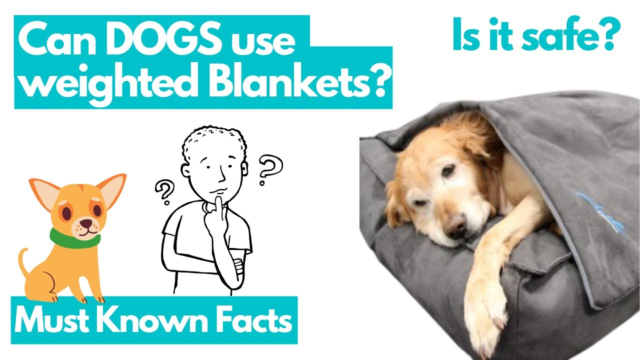 Can A Dog Suffocate Under A Weighted Blanket?