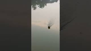 garong ikan di Setu pengasinan Depok