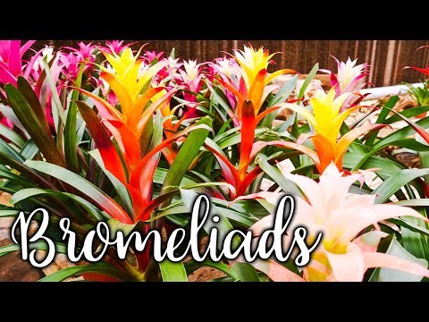 Bromeliad Flowers Losing Color When