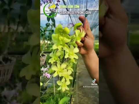 Video Dendro Xanh Cốm cực thơm #hoalanduyphong - youtube