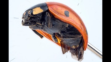 3d Macroscan of a ladybird - resolved in Reality Capture