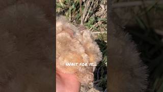 The Hidden DANGER of CATTAILS 💣💥#explosion