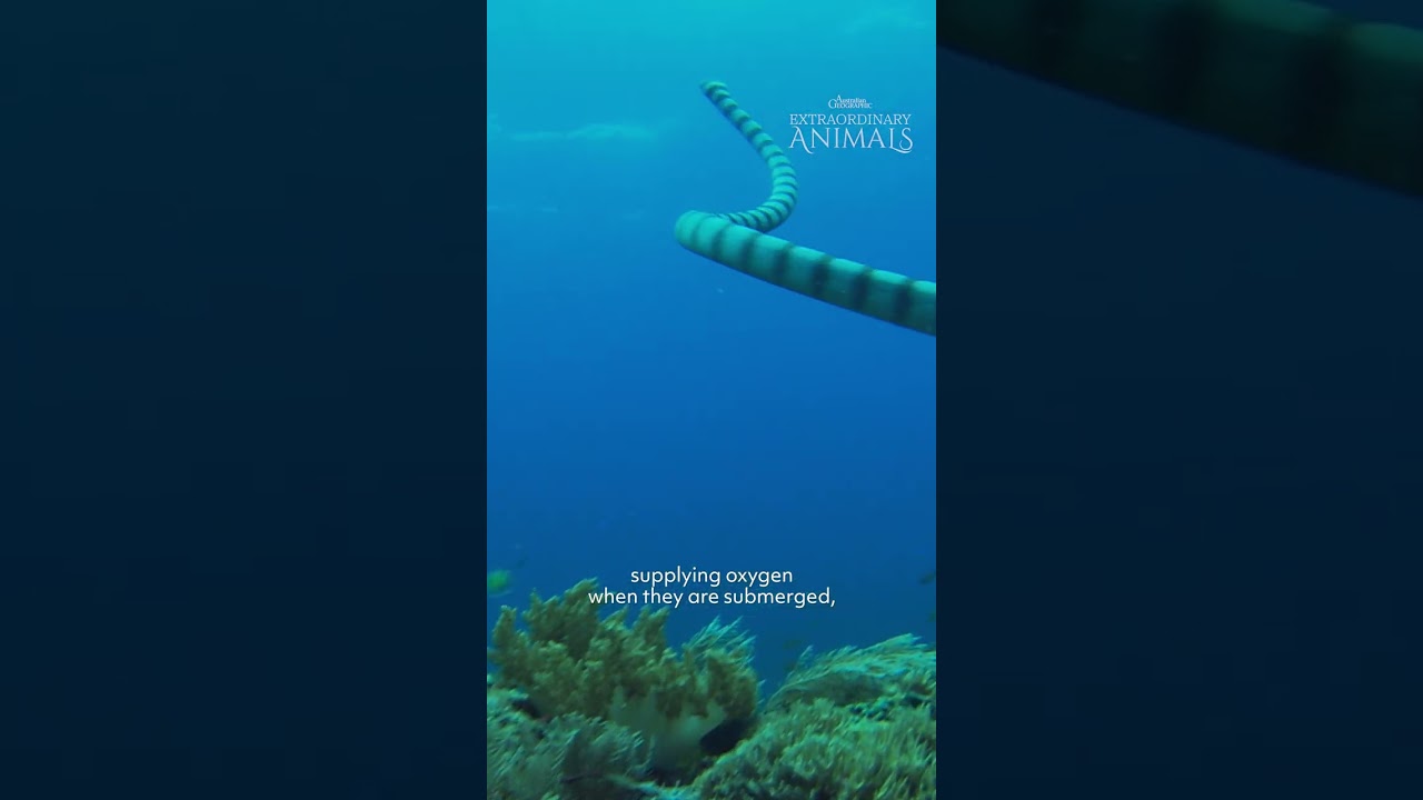 Extraordinary Animals: Sea Snakes