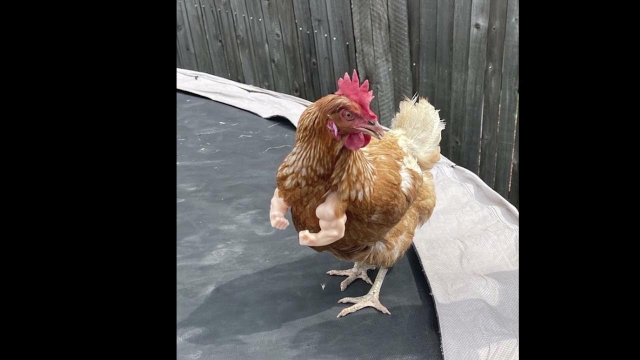 We ️ Our Pets Episode 1 Chicken Arms Compilation from ArmedPet YouTube