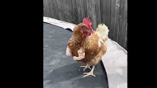 We Our Pets Episode 1 Chicken Arms Compilation From Armedpet