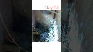 Eastern Bluebirds from Hatching to Fledging