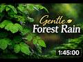 Gentle Forest Rain | The Most Natural Rain Sound for Sleep