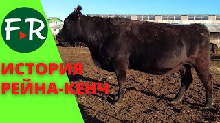 КФХ Рейна-Кенч. Разведение КРС абердин-ангусской и симментальской породы Конюшня и спортивные лошади