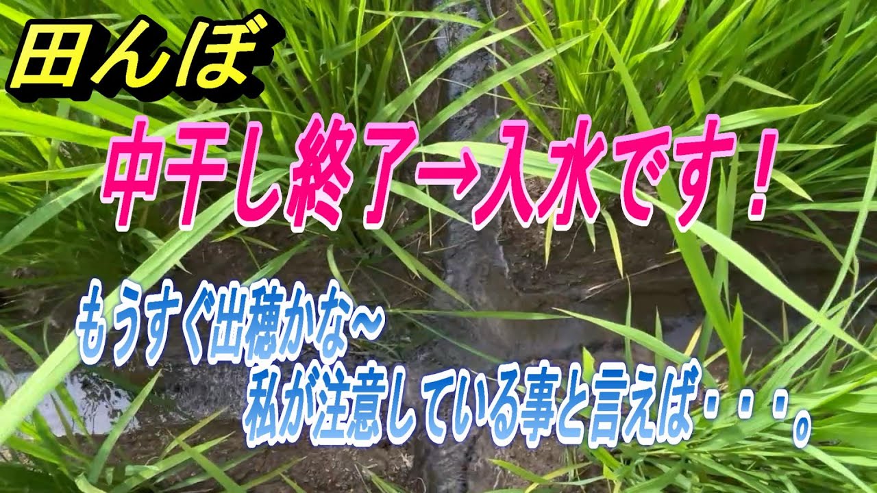 田んぼ】中干し終了→入水しました。もうすぐ出穂ですが、私がちょっと 