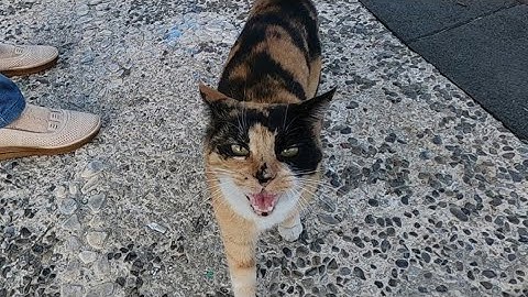 Hyperactive calico cat meowing and purring at the same time is so cute