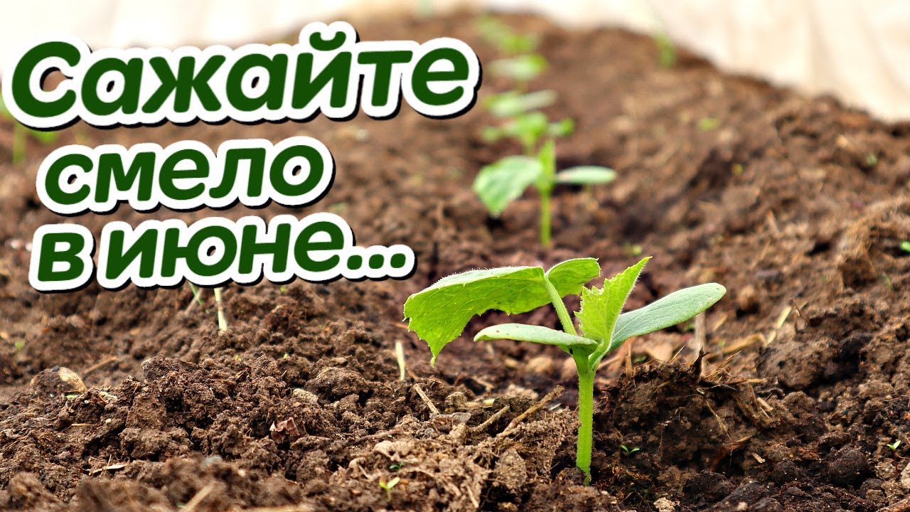 тюльпаны к 8 марта в домашних условиях когда сажать тюльпаны к 8 марта в домашних условиях когда сажать