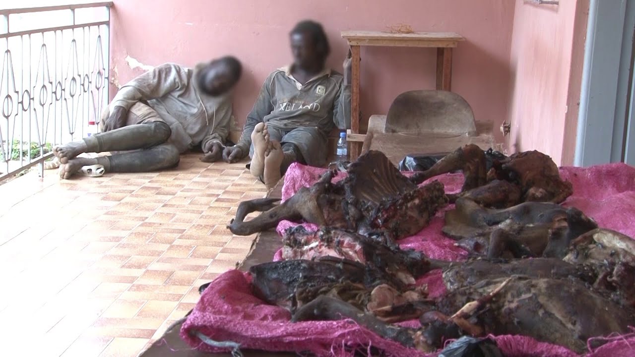 Arrestation de deux braconniers menaçant la faune locale dans une réserve privée près de Bouaké