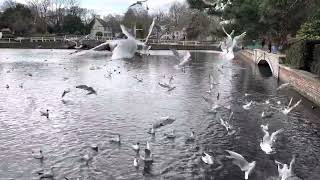 Birds flying