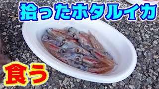 身投げしたホタルイカを現地の料理で食べる！！