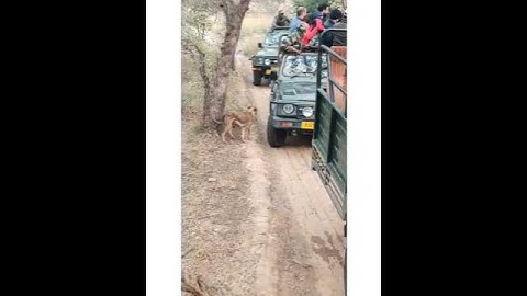 Tiger attack Dog | നായയെ ആക്രമിക്കുന്ന കടുവ | Me and Wild Stories