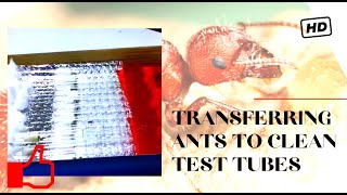 Transferring ants in test tubes and test tube adapter over view