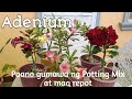 Adenium - paano gumawa ng epektibong potting mix at mag repot