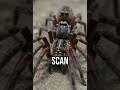 Wild vision hack #Nature #Science #Spiders